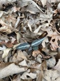 A photograph of the species Chimaphila maculata, not of this specimen