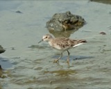 A photograph of the species Calidris minutilla, not of this specimen
