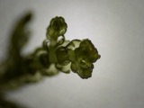 A photograph of the species Lepidozia reptans, not of this specimen