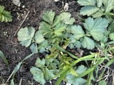 A photograph of the species Geum aleppicum, not of this specimen