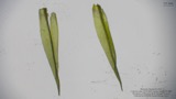 A photograph of the species Dicranum condensatum, not of this specimen