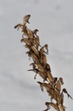 A photograph of the species Platanthera lacera, not of this specimen