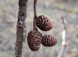 A photograph of the species Alnus incana, not of this specimen