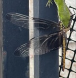 A photograph of the species Libellula luctuosa, not of this specimen