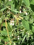 A photograph of the species Stethophyma gracile, not of this specimen