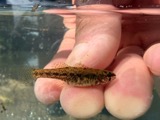A photograph of the species Etheostoma microperca, not of this specimen