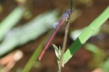 A photograph of the species Amphiagrion saucium, not of this specimen
