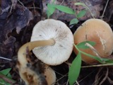 A photograph of the species Gymnopus dryophilus, not of this specimen