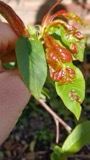 A photograph of the species Taphrina deformans, not of this specimen