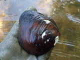 A photograph of the species Pleurobema cordatum, not of this specimen