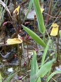 A photograph of the species Utricularia minor, not of this specimen