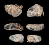 A photograph of the species Mammuthus primigenius, not of this specimen
