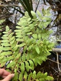 A photograph of the species Osmunda regalis, not of this specimen