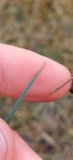 A photograph of the species Carex panicea, not of this specimen
