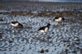 A photograph of the species Branta bernicla, not of this specimen
