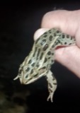 A photograph of the species Lithobates pipiens, not of this specimen