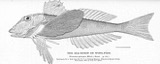 A photograph of the species Prionotus palmipes, not of this specimen