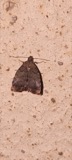 A photograph of the species Choreutis pariana, not of this specimen