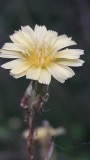 A photograph of the species Lactuca serriola, not of this specimen