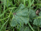 A photograph of the species Puccinia caricis, not of this specimen
