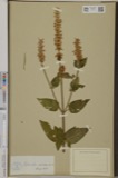 A photograph of the species Lophanthus nepetoides, not of this specimen