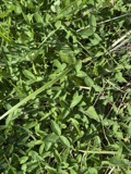 A photograph of the species Trifolium medium, not of this specimen