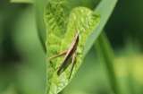 A photograph of the species Metaleptea brevicornis, not of this specimen