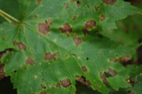 A photograph of the species Phyllosticta minima, not of this specimen