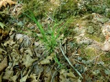 A photograph of the species Dichanthelium depauperatum, not of this specimen