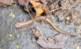 A photograph of the species Eurycea bislineata, not of this specimen