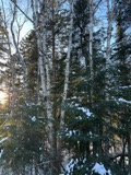 A photograph of the species Betula L., not of this specimen