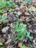 A photograph of the species Geranium maculatum, not of this specimen