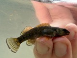 A photograph of the species Etheostoma camurum, not of this specimen
