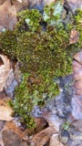 A photograph of the species Orthotrichum stellatum, not of this specimen