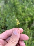 A photograph of the species Carex cristatella, not of this specimen