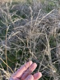 A photograph of the species Tridens flavus, not of this specimen