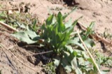 A photograph of the species Rumex altissimus, not of this specimen