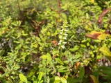 A photograph of the species Spiranthes ochroleuca, not of this specimen