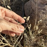 A photograph of the species Eragrostis cilianensis, not of this specimen