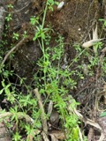 A photograph of the species Galium tinctorium, not of this specimen