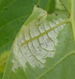 A photograph of the species Microstroma juglandis, not of this specimen
