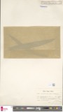 A photograph of the species Oedogonium rothii, not of this specimen