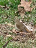 A photograph of the species Catharus guttatus, not of this specimen