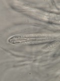 A photograph of the species Lophodermium arundinaceum, not of this specimen
