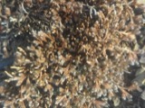 A photograph of the species Selaginella rupestris, not of this specimen