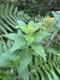 A photograph of the species Solidago latissimifolia, not of this specimen