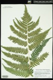 A photograph of the species Dryopteris goldiana, not of this specimen