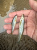 A photograph of the species Phenacobius mirabilis, not of this specimen
