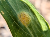 A photograph of the species Puccinia dioicae, not of this specimen