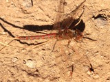 A photograph of the species Sympetrum corruptum, not of this specimen